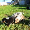 Akiba und Sunnys  Nachwuchs